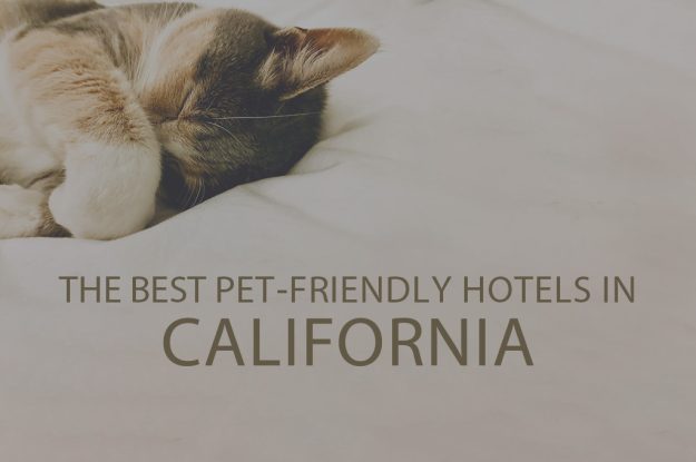 11 Best Pet-Friendly Hotels in California