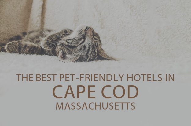 11 Best Pet-Friendly Hotels in Cape Cod, Massachusetts