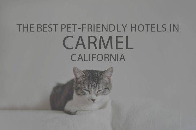 11 Best Pet-Friendly Hotels in Carmel, CA