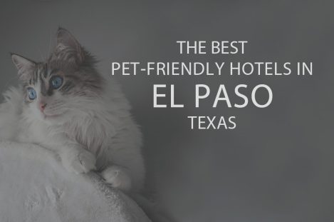 11 Best Pet-Friendly Hotels in El Paso, TX
