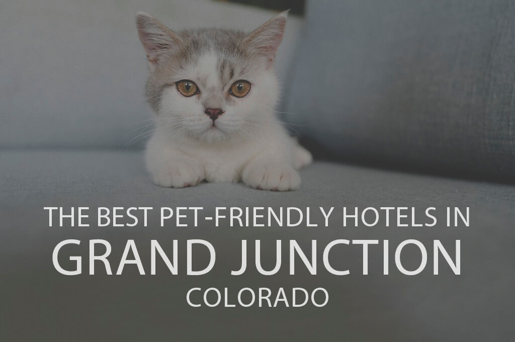 11 Best Pet-Friendly Hotels in Grand Junction, Colorado
