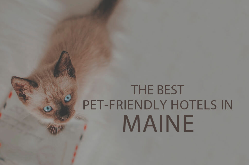 11 Best Pet-Friendly Hotels in Maine