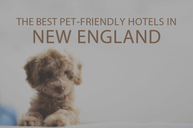 11 Best Pet-Friendly Hotels in New England