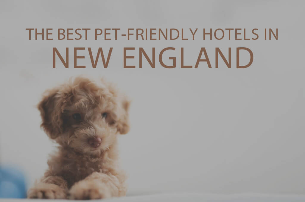 11 Best Pet-Friendly Hotels in New England