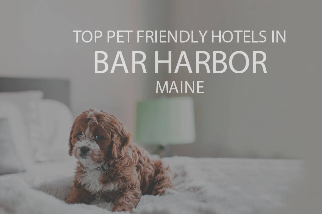 Top 11 Pet Friendly Hotels in Bar Harbor ME
