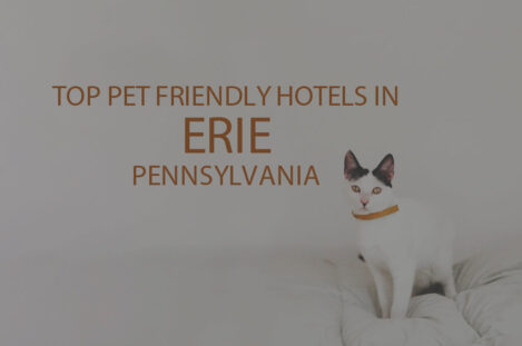 Top 11 Pet Friendly Hotels in Erie, Pennsylvania