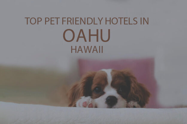 Top 11 Pet Friendly Hotels in Oahu