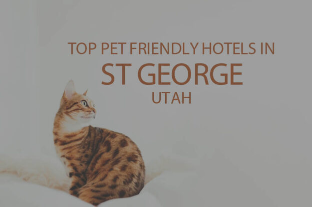 Top 11 Pet Friendly Hotels in St George UT