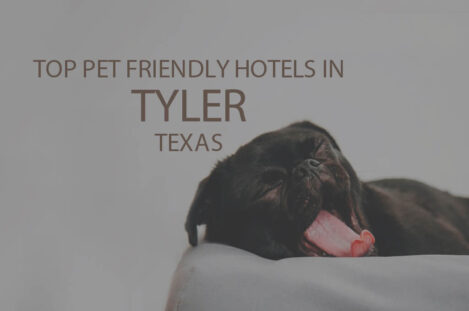 Top 11 Pet Friendly Hotels in Tyler, Texas