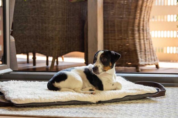 Best Travel Dog Beds on Etsy