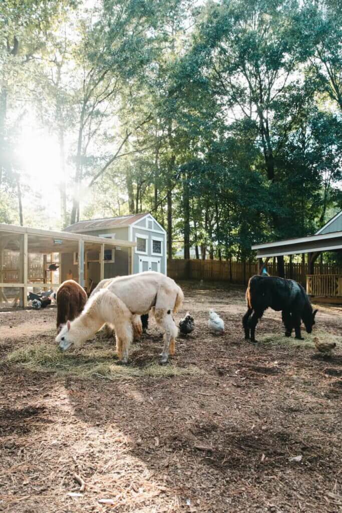 One of our picks even allow you to meet alpacas - by Airbnb