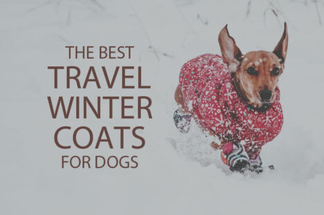 13 Best Travel Winter Coats for Dogs