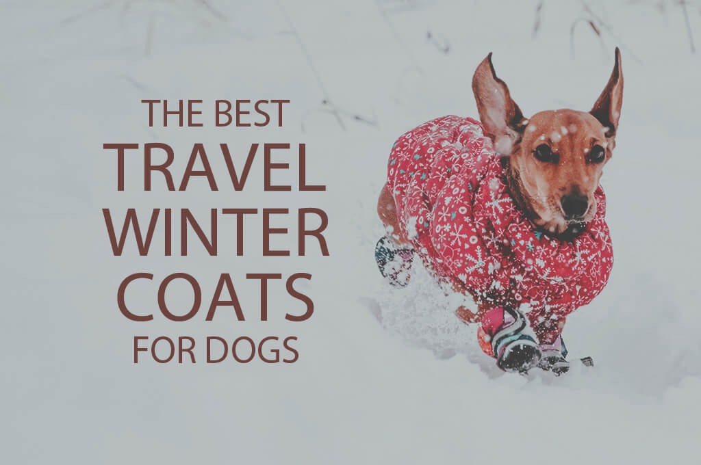 13 Best Travel Winter Coats for Dogs