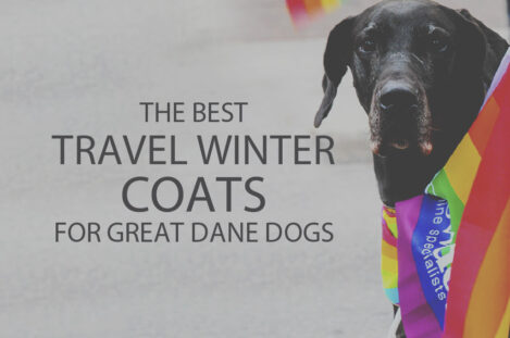 13 Best Travel Winter Coats for Great Dane Dogs