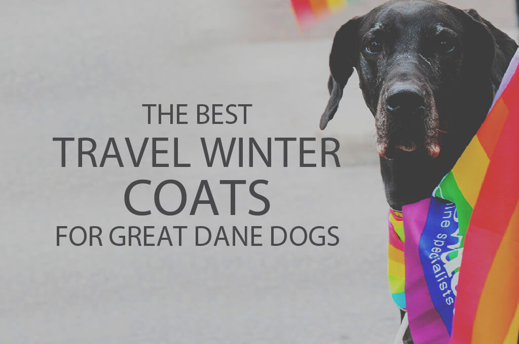 13 Best Travel Winter Coats for Great Dane Dogs