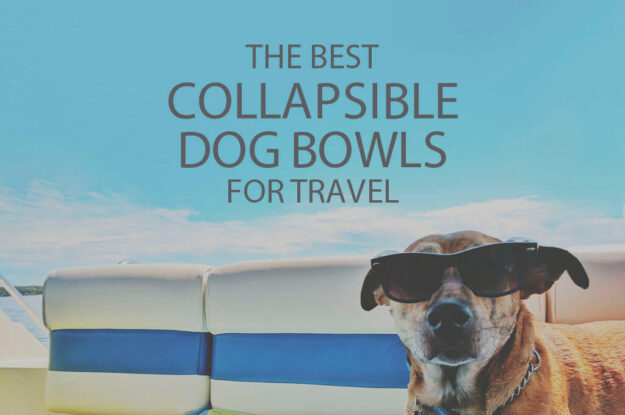 13 Best Collapsible Dog Bowls for Travel