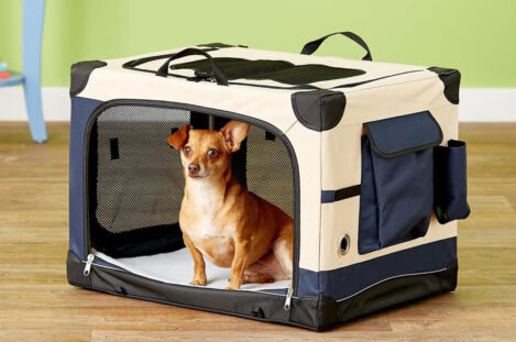 6 Best Chewy Dog Crates for Travel
