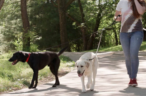 6 Best Chewy Dog Leashes for Travel