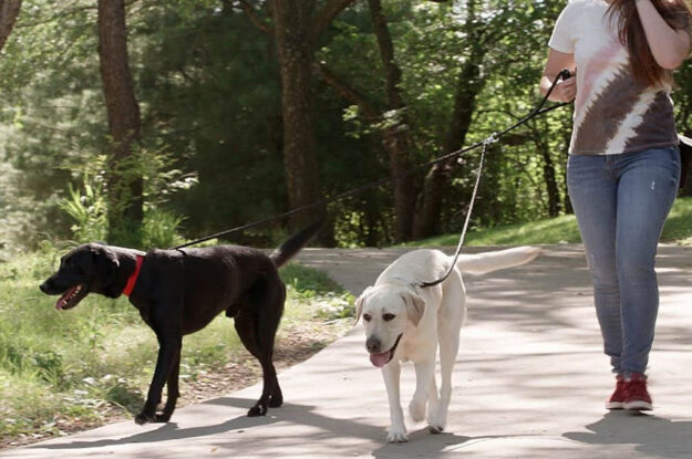 6 Best Chewy Dog Leashes for Travel