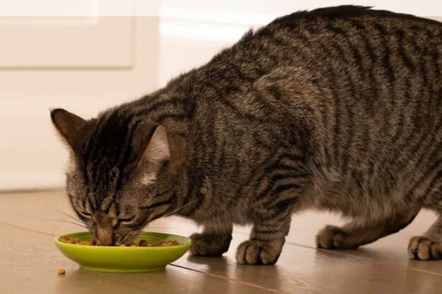 6 Best Travel-Sized Cat Foods Chewy