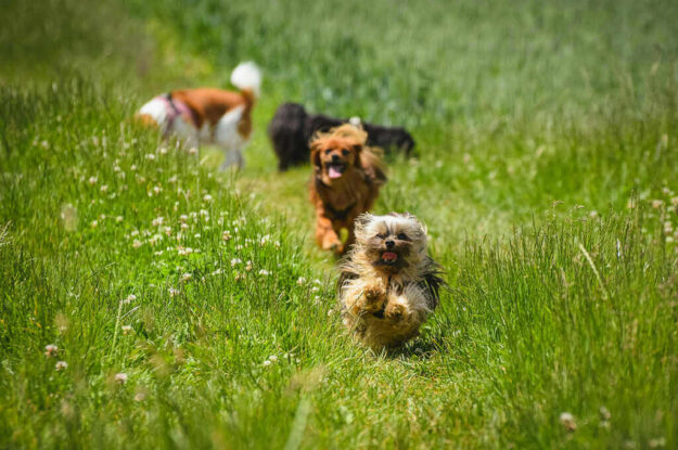 Happy, running pets - by Alexas Fotos, Pexels