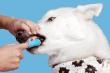 Don't Forget to Pack Chewy.com Toothbrushes for Dogs!