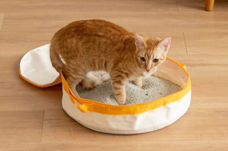 Travel with These Chewy.com Cat Litter Boxes