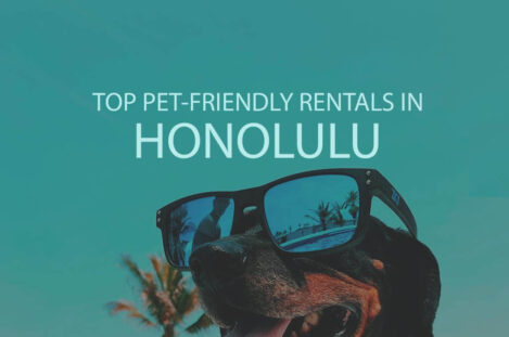 11 Top Pet Friendly Rentals in Honolulu