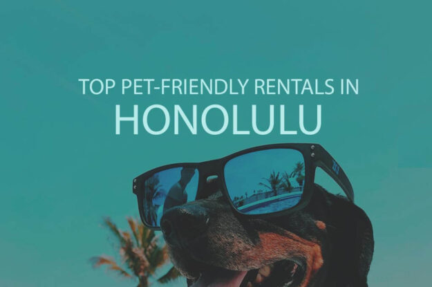11 Top Pet Friendly Rentals in Honolulu