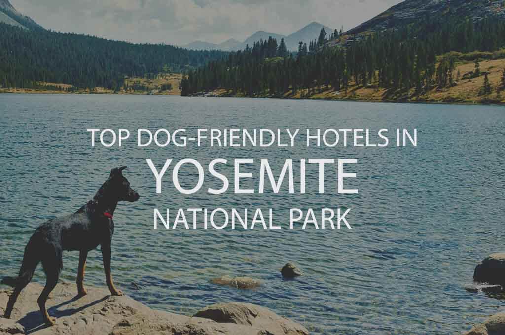 Top 11 Dog Friendly Hotels in Yosemite National Park