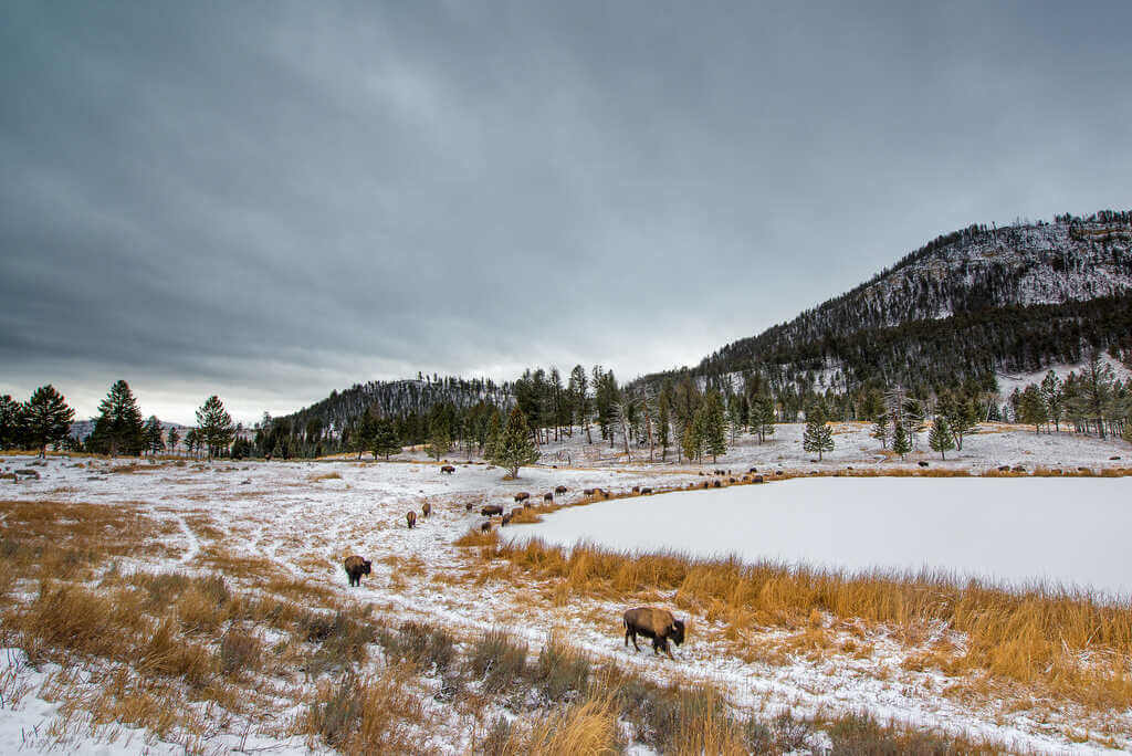 Yellowstone National Park in winter - by Aftab Uzzaman, Flickr