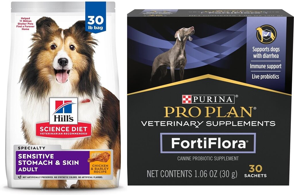 6 Best Chewy Dog Food Brands for Traveling Dogs