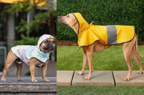 6 Best Chewy Raincoats for Dogs