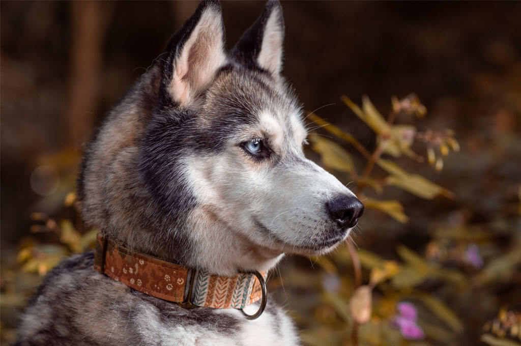 6 Best Dog Collars on Etsy for Travel