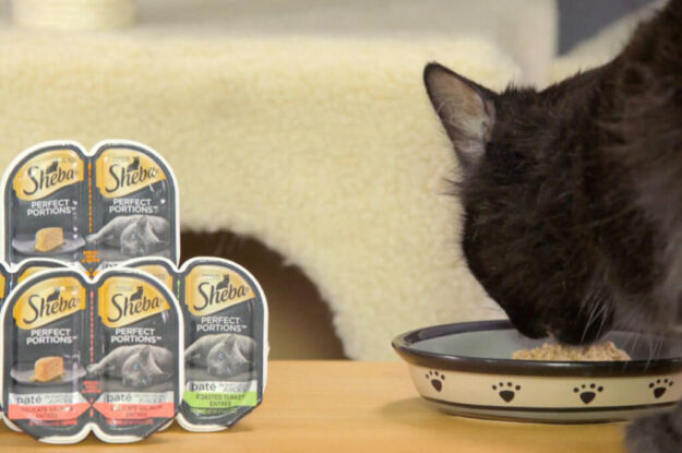 6 Best Wet Cat Food on Chewy for Travel