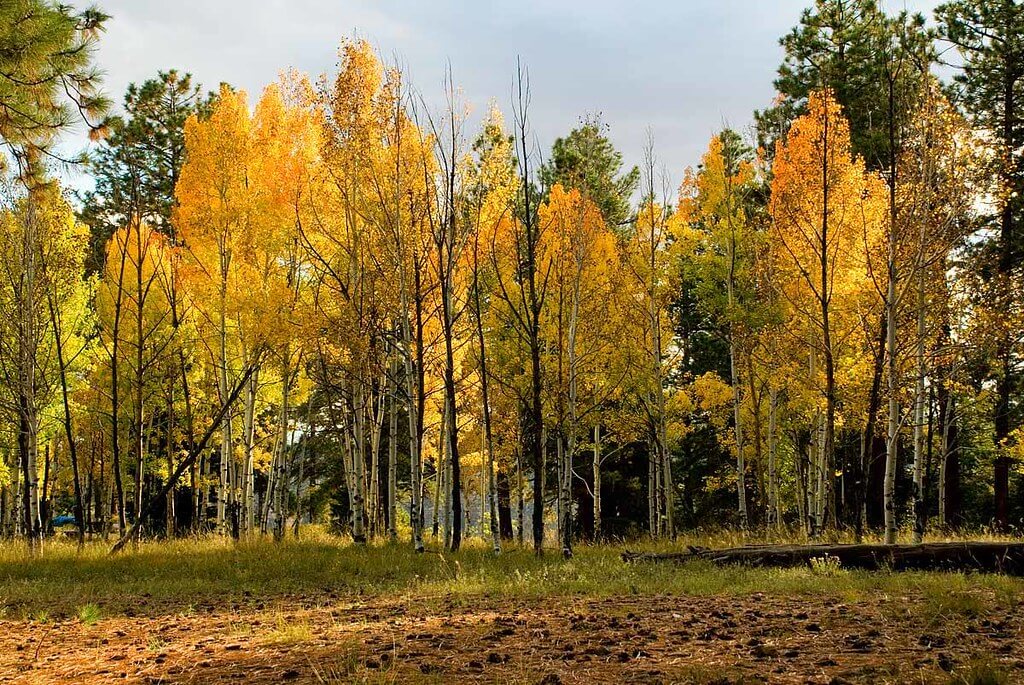 Yellow Aspens - by Grand Canyon National Park, Flickr