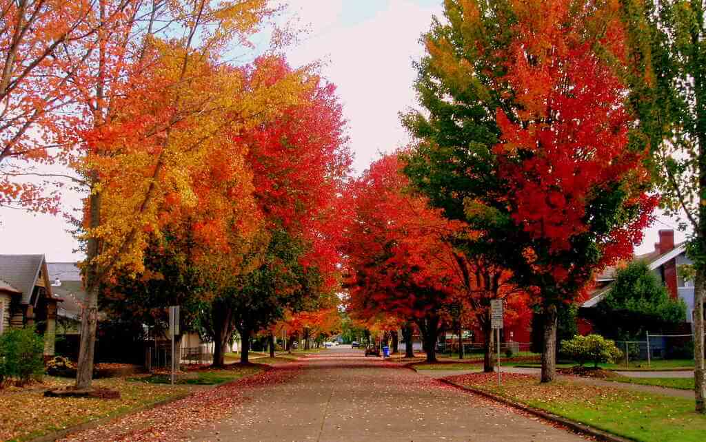 Fall colors in Salem - by Oregon Department of Forestry, Flickr